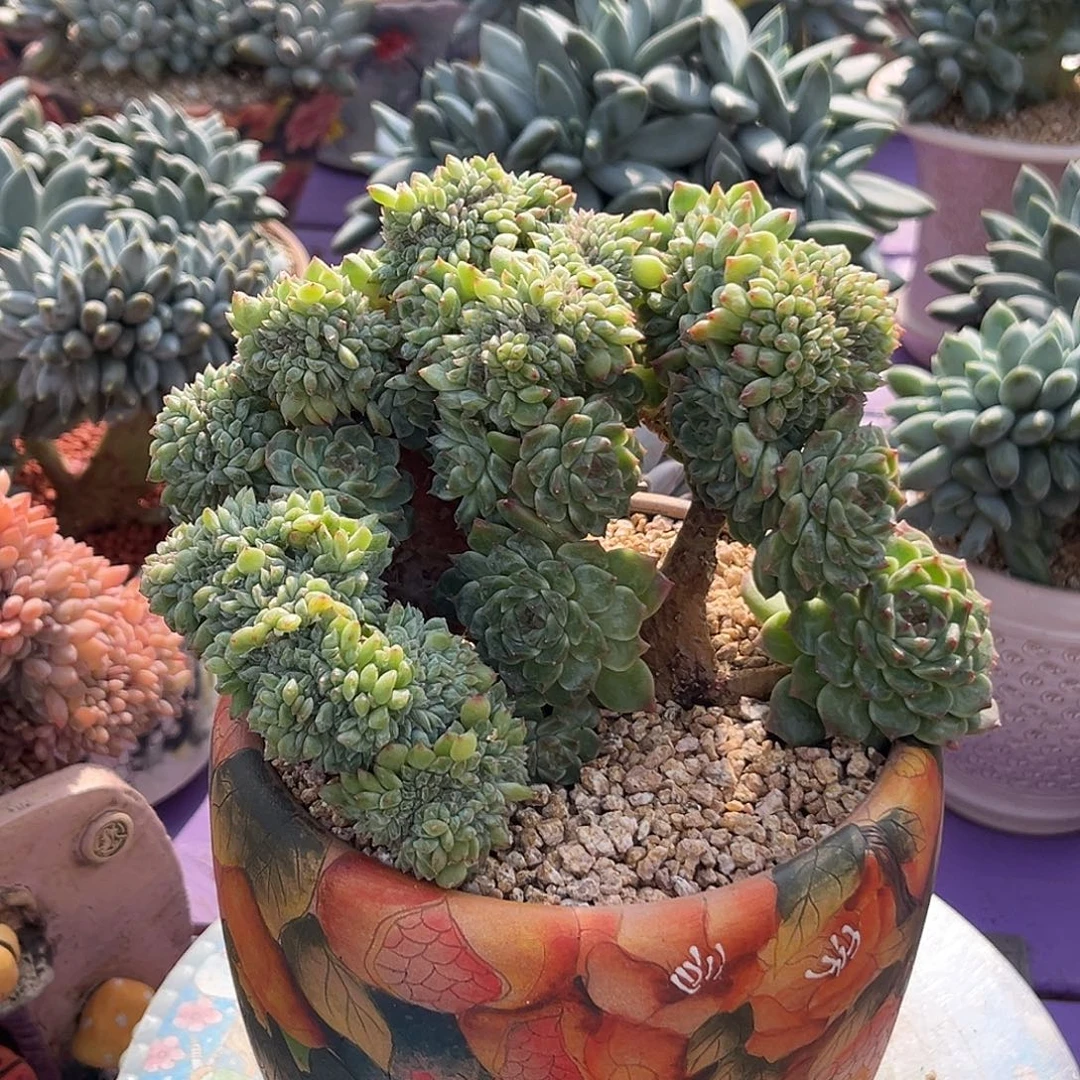 冰魄树缀一物一拍