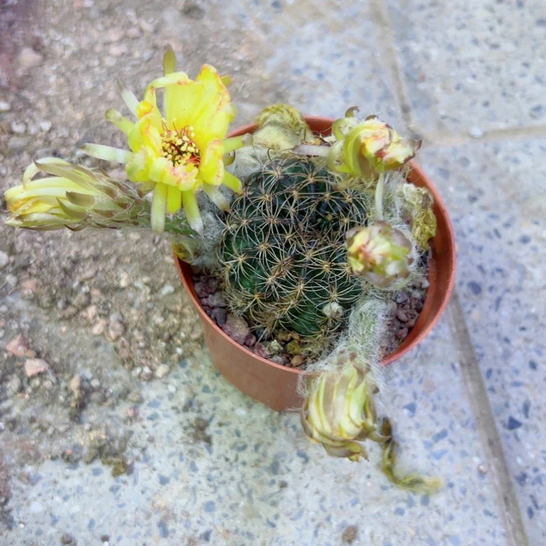 下112丽花根歪斑点掉侧芽无售后脱土掰花发货20包邮