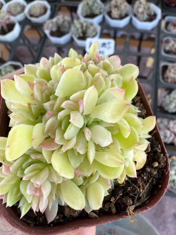 满9.9包邮 爱杜丽尔多肉植物