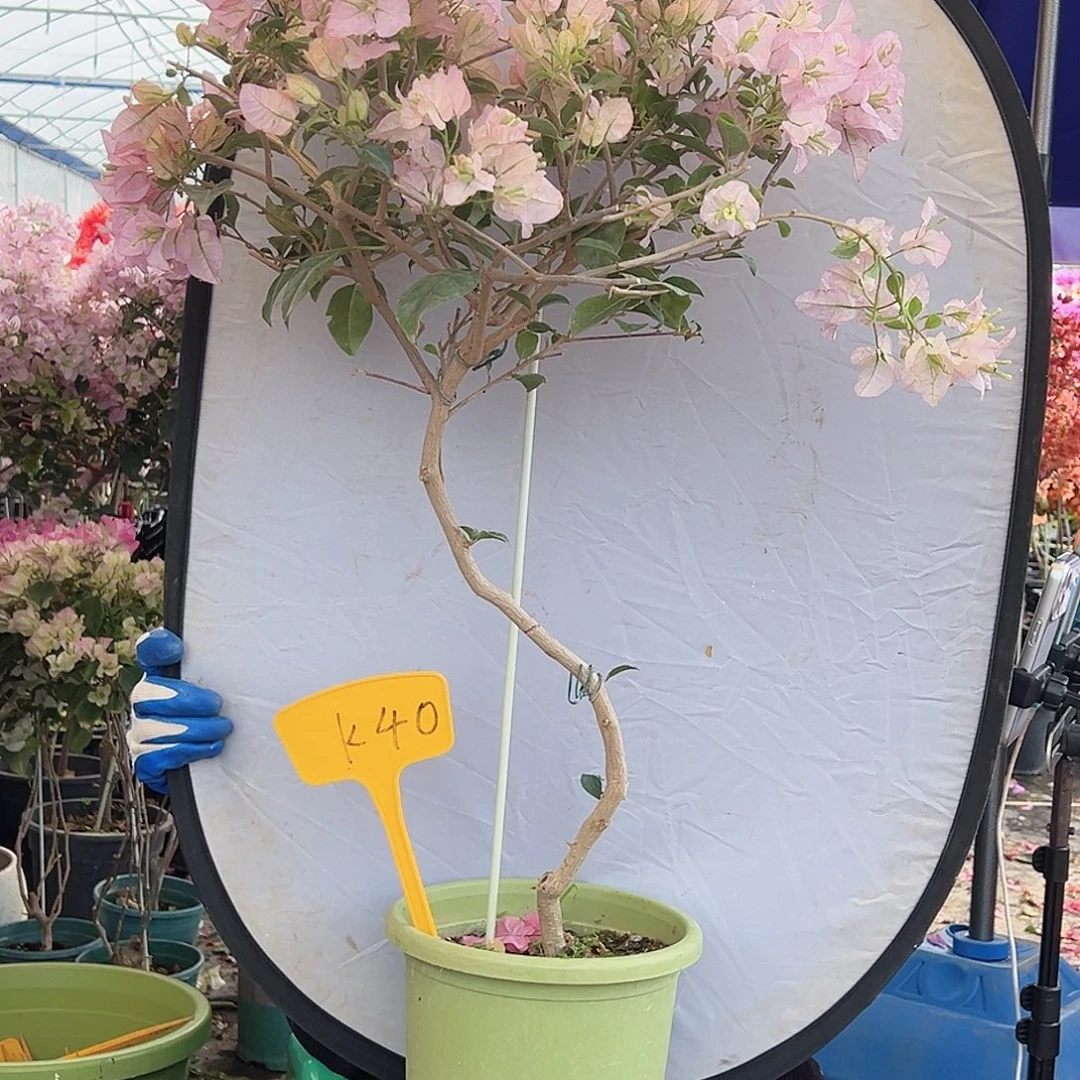 葡***雨大部分花苞少量开放K40丽娜