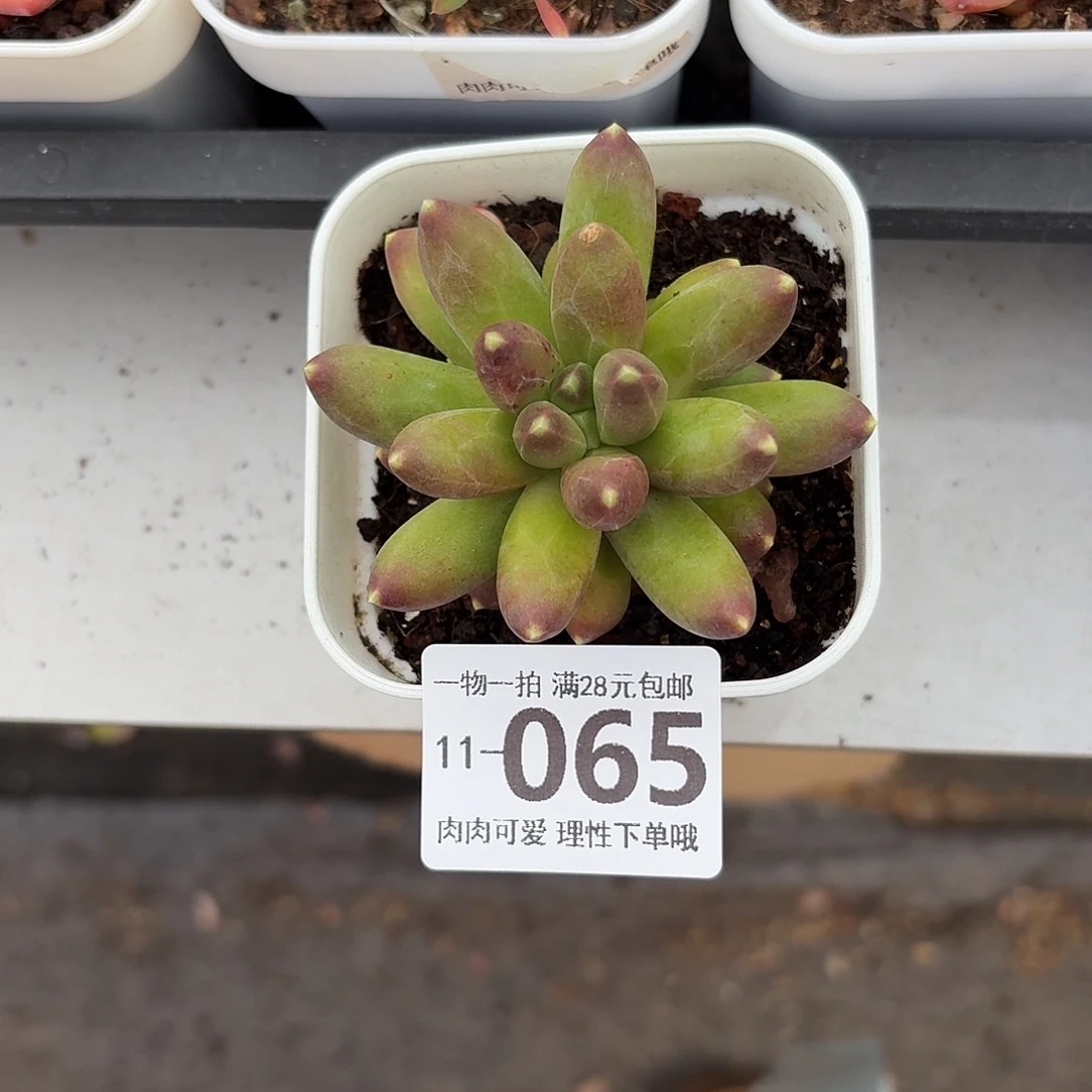 千代田无盆土发货无