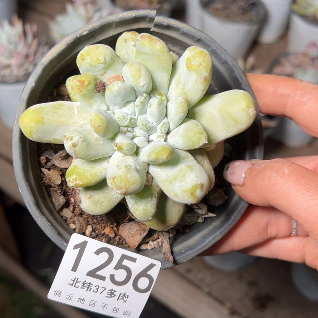 1256哈哈哈哈哈哈哈哈哈