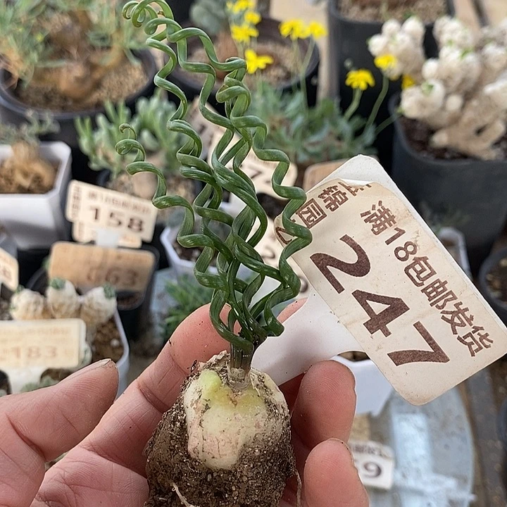 247钢丝弹簧草一一一一