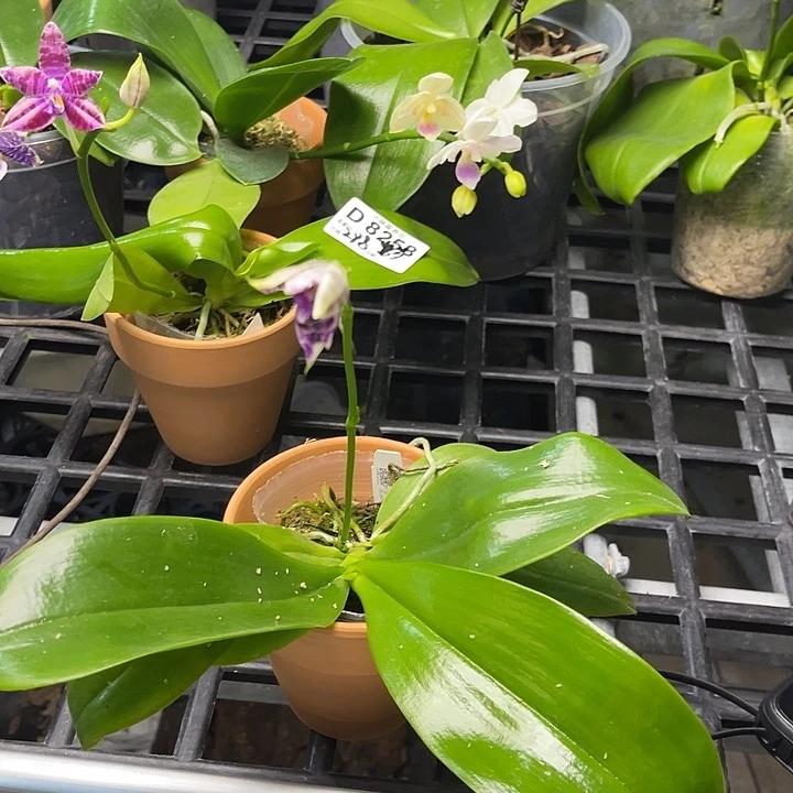 岁***好无花朵蝴蝶兰原生