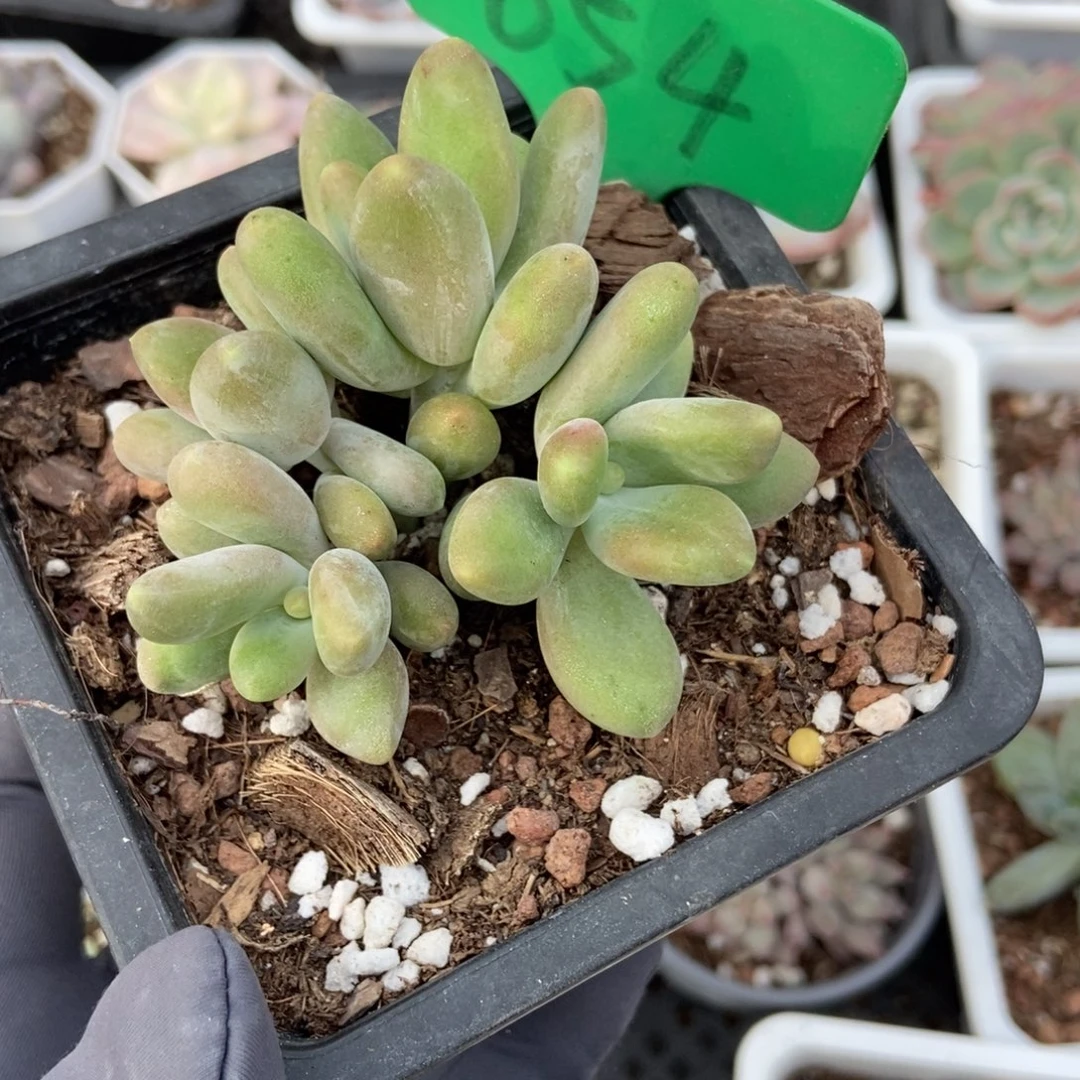 654芒果奶多肉植物
