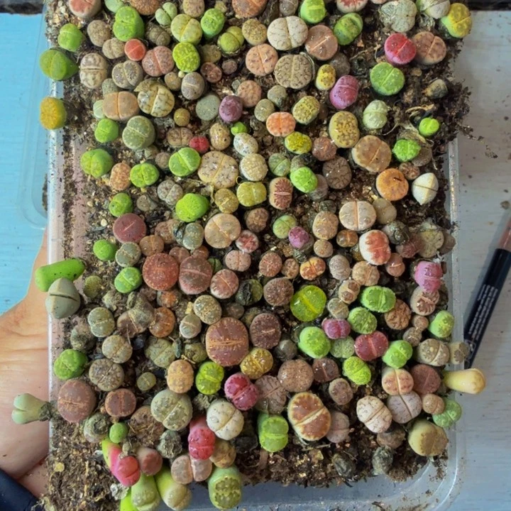 流*河多肉植物的生长发育116