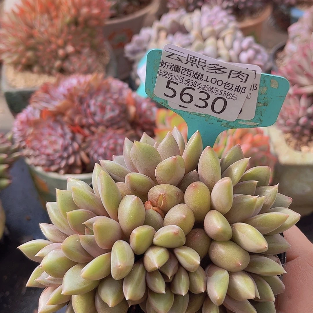 5630红象牙多肉植物