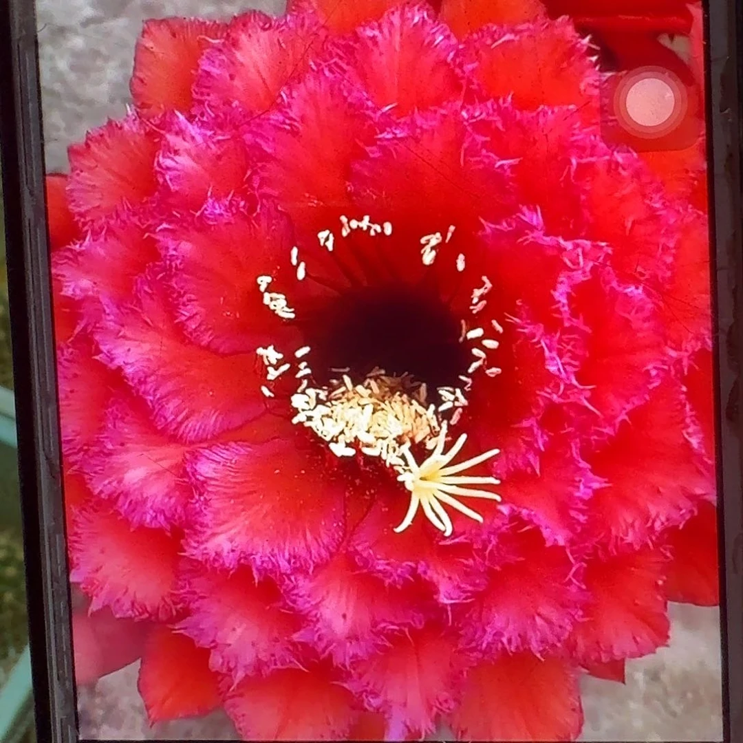 五花牛侧芽5公分毛花柱仙人球