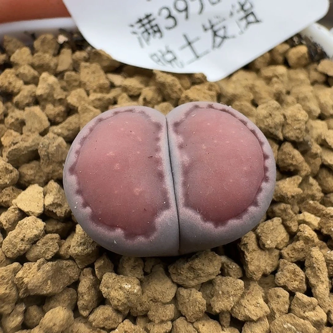 466多肉哈哈哈哈哈哈哈哈