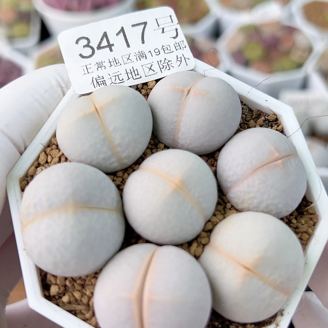 3417 好养易活生石花大母本