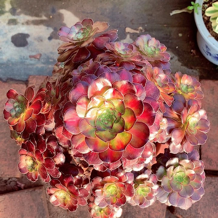 晚霞的啊啊啊啊啊啊