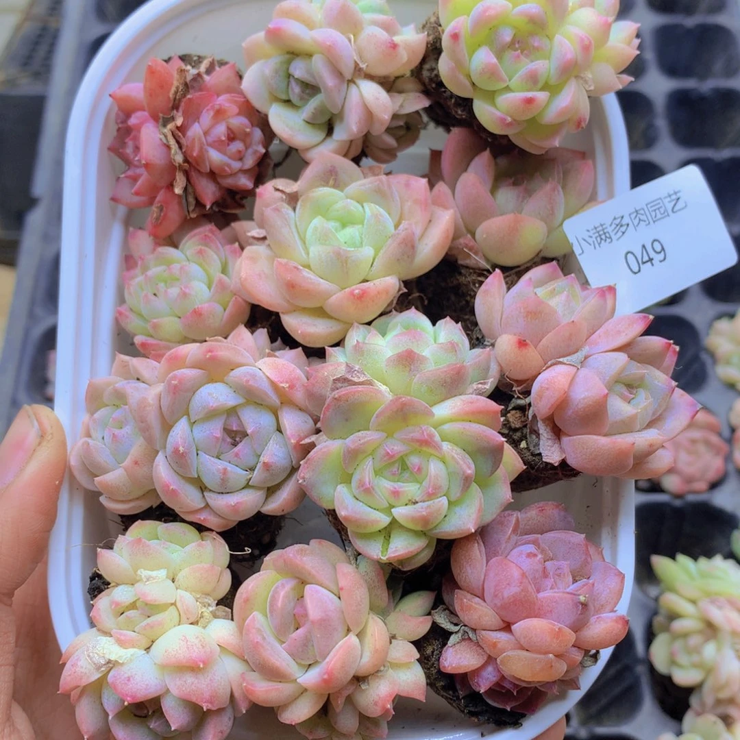 我要睡觉了啊你呢我049