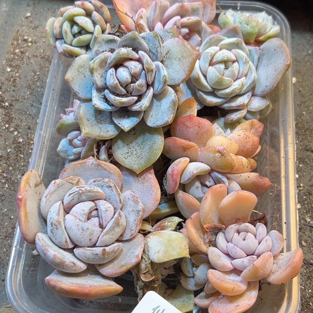 219点点滴滴代代相传从