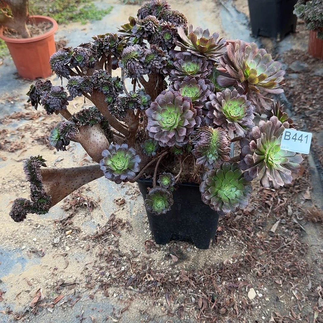 441铜壶有伤一颗呀呀