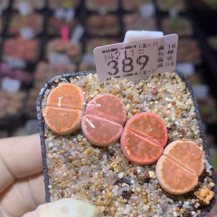 精品生石花211.389