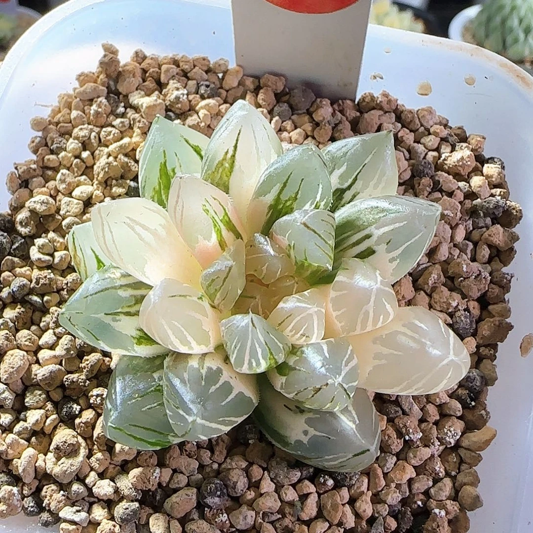254号霓虹灯一物一拍带盆土