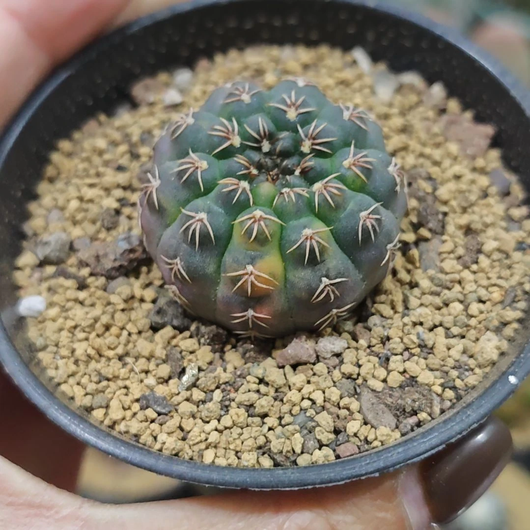实生紫皮瑞昌玉锦