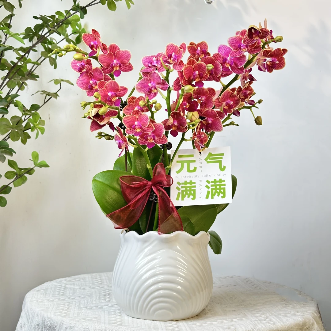 【金边玲珑】蝴蝶兰鲜花精致组盆 开花株 室内绿植 养兰基地直发