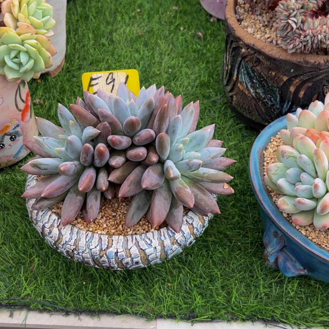 欣***娱三头哥特多肉植物