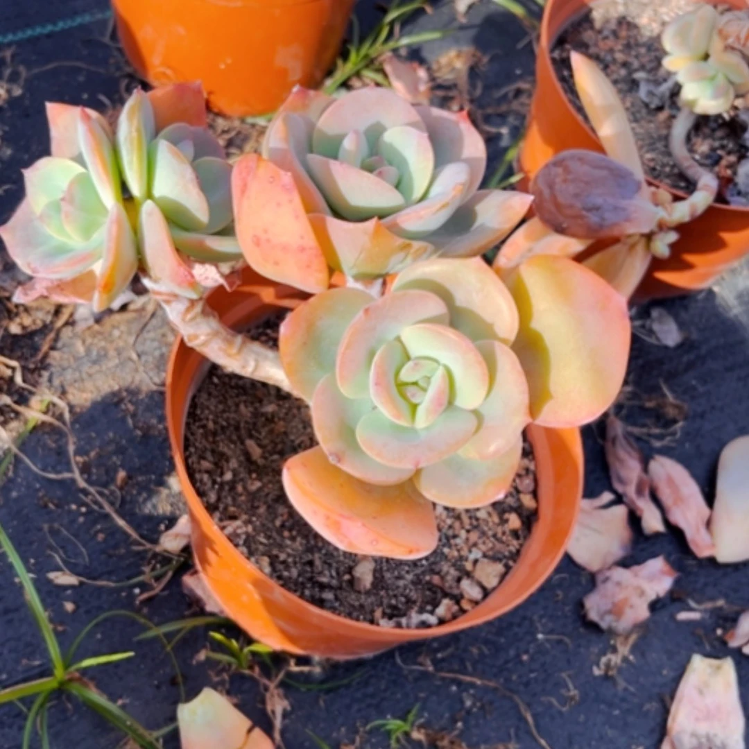 【闪购商品】粉*白凤