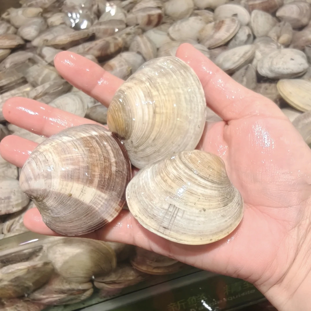 【煲汤|蒸蛋|爆炒】美贝/500g
