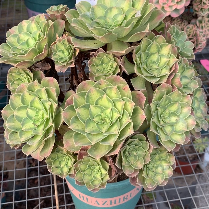 350韶华多肉植物特价