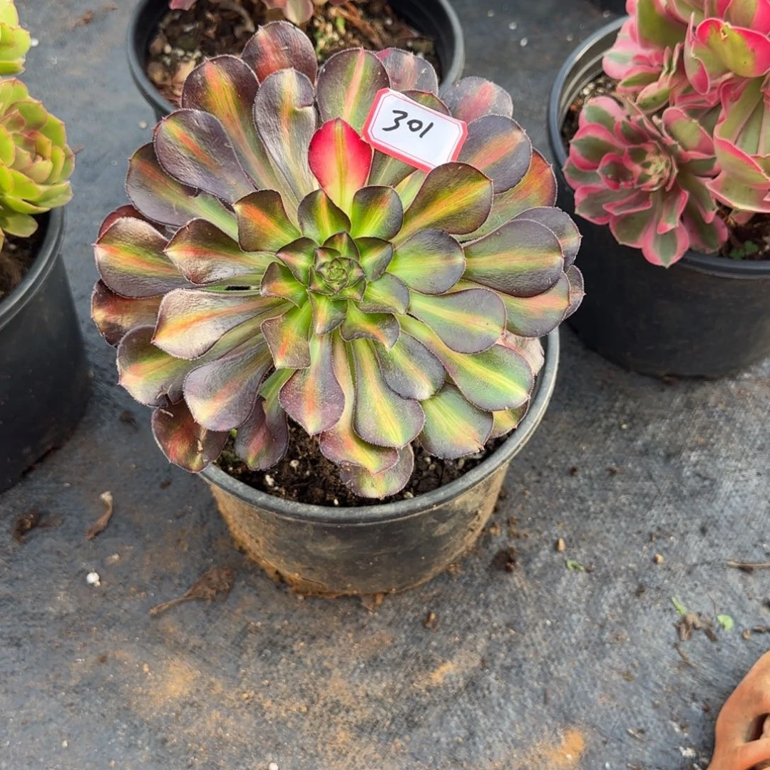 大***侠精品多肉植物000301