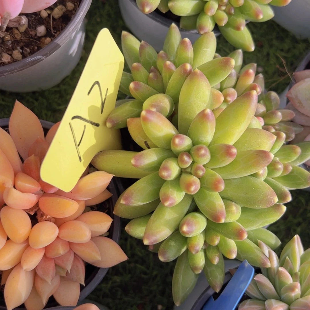 香玉等多种名贵的产品和