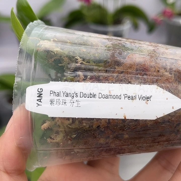 全部花苞2.5寸杯紫珍珠