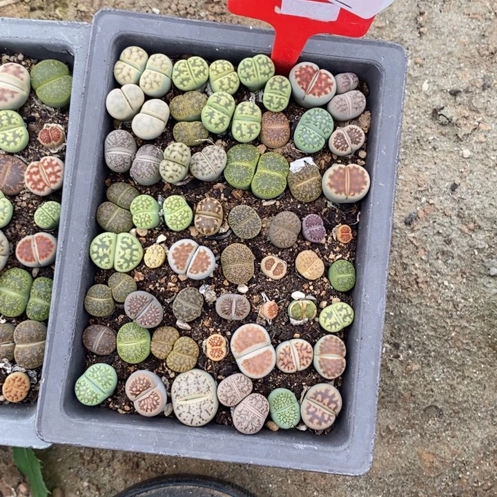 孞***㐑生石花等植物的生长825