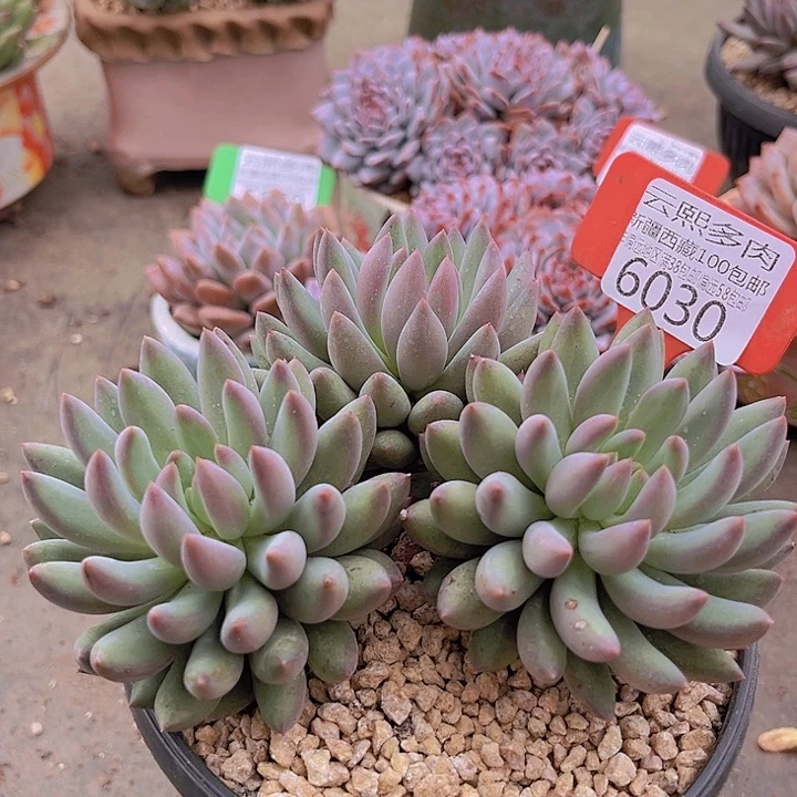 6030虞美人有砍。