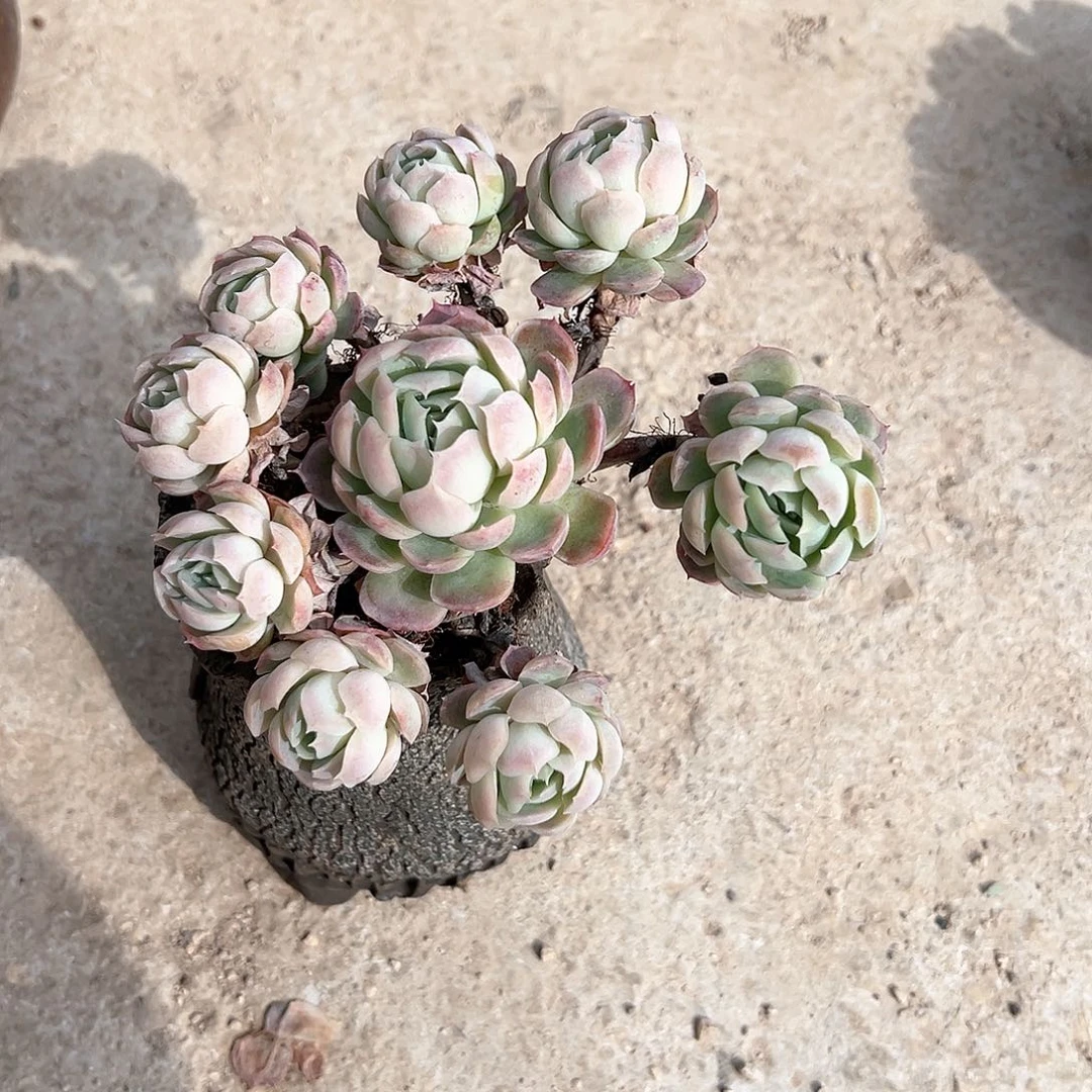 耀***?贝瑞多肉植物脱土