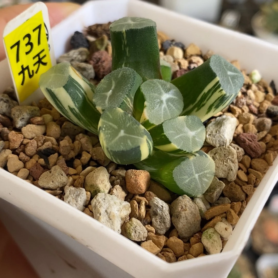 737号玉龙万象锦带盆发货