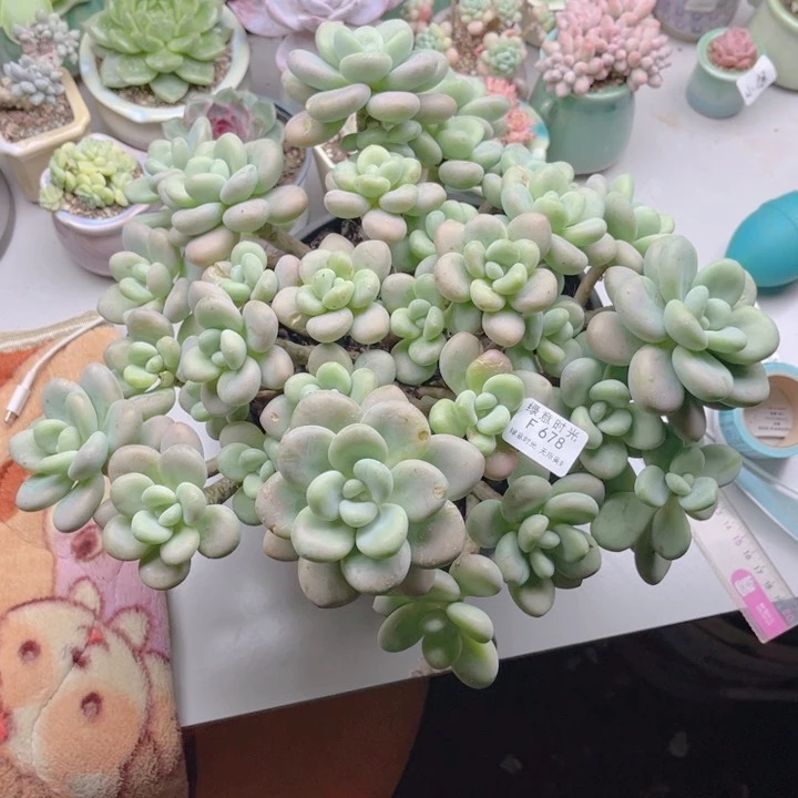 爱***壳678 落神 发物流到付