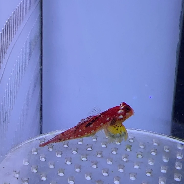 海水鱼金翅火麒麟