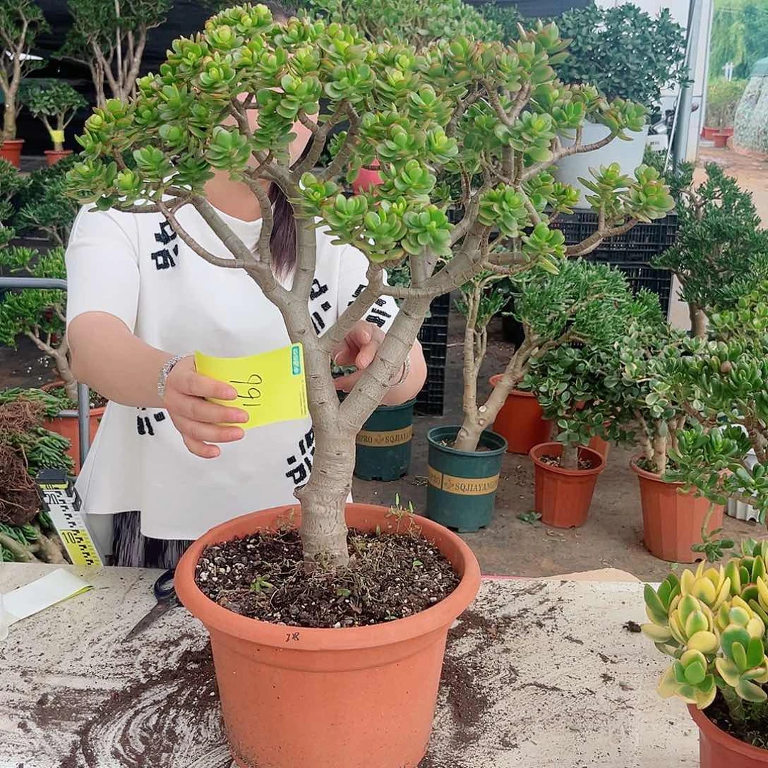 摇钱166破肚我来了咯哦