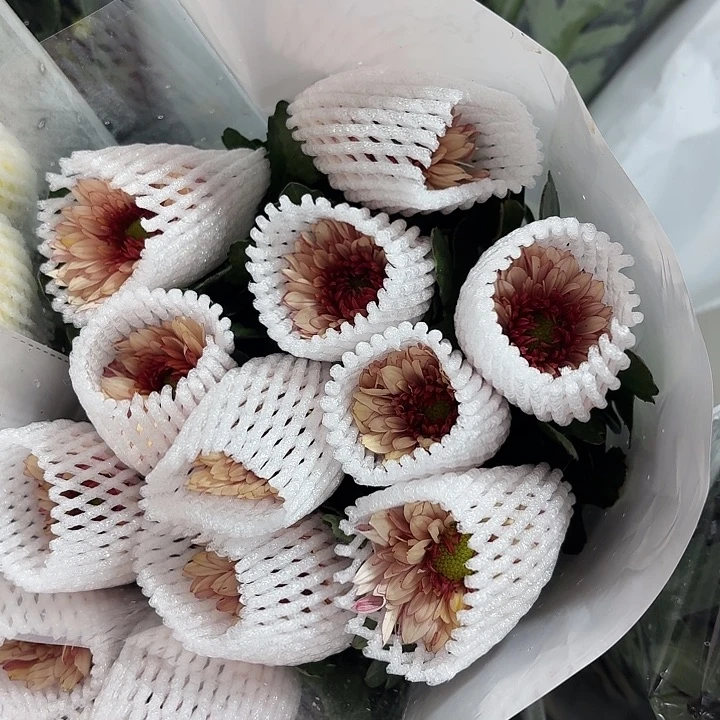 单头小菊桔丹特10支