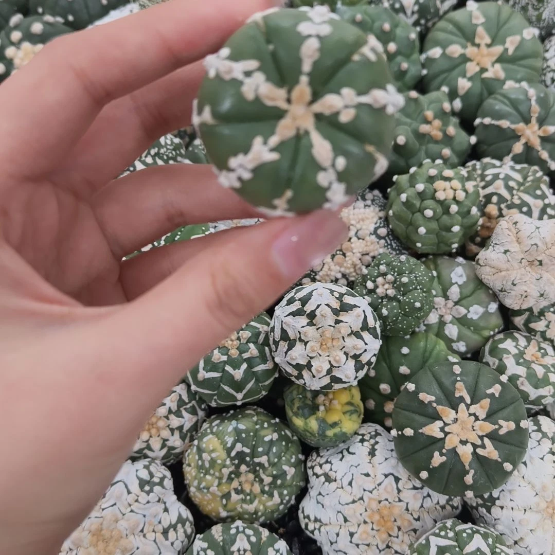 五棱琉璃小碎花哈哈哈