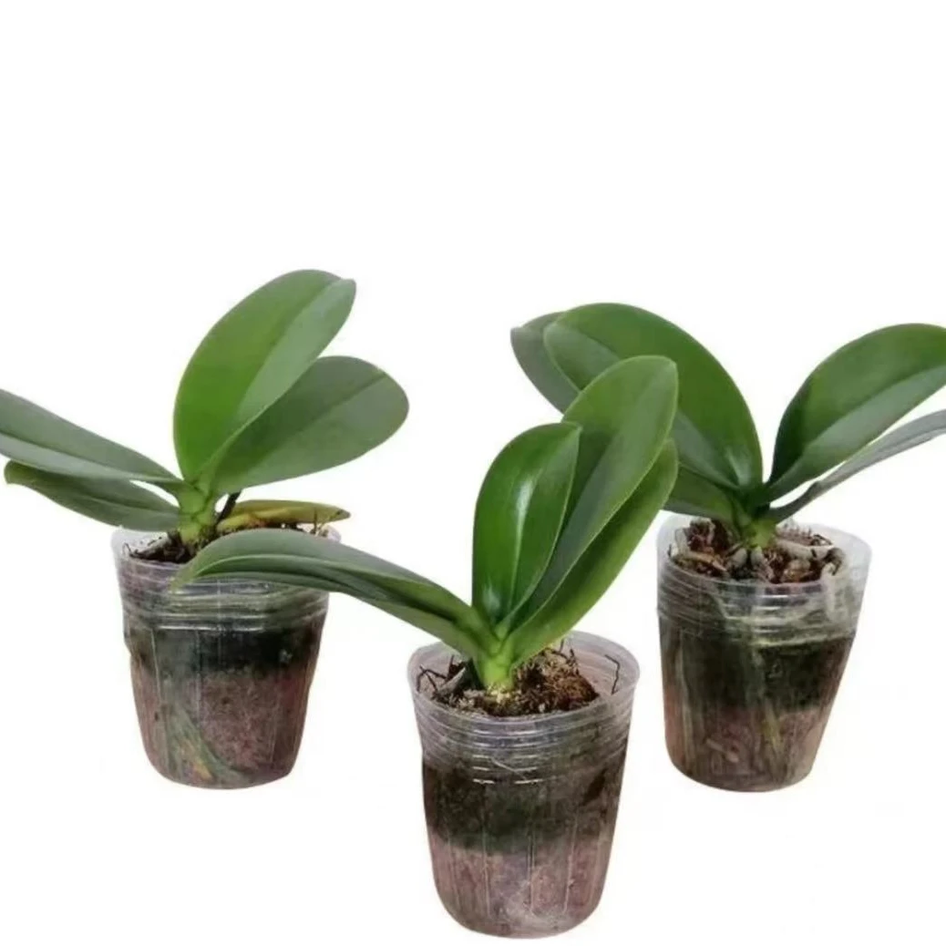 蝴蝶兰【花后苗】4颗苗 杯寸随机发 室内好养耐活广州花卉源头基地