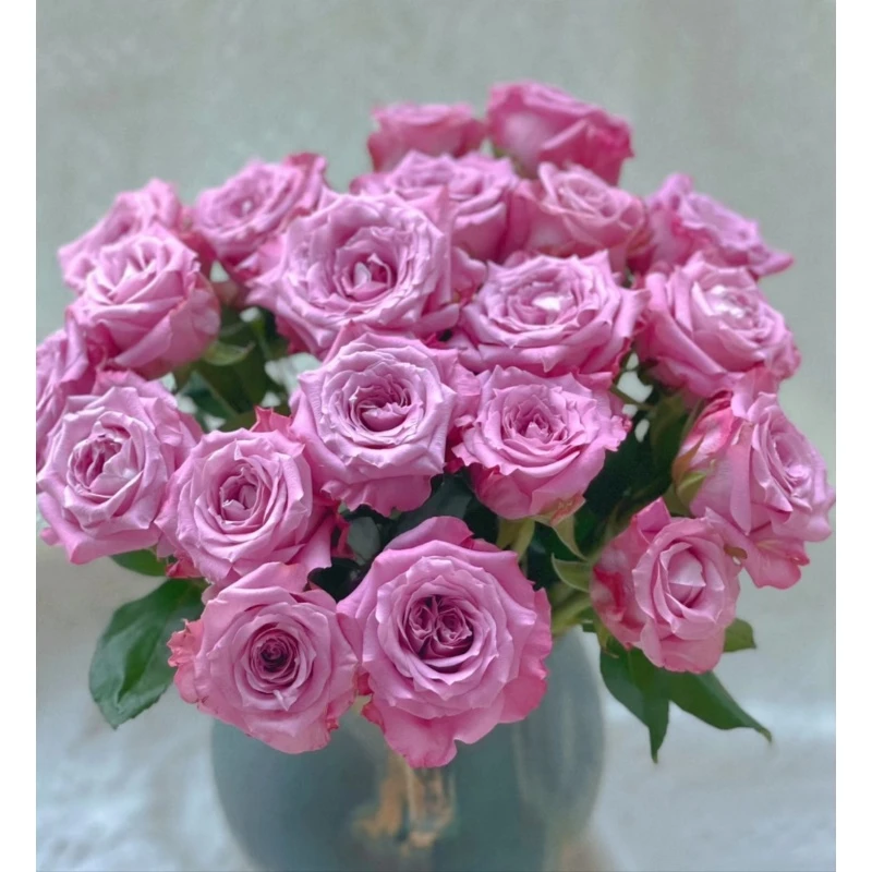 【碧海】 单头玫瑰   真花 鲜切花  一单中通，两单顺丰发货