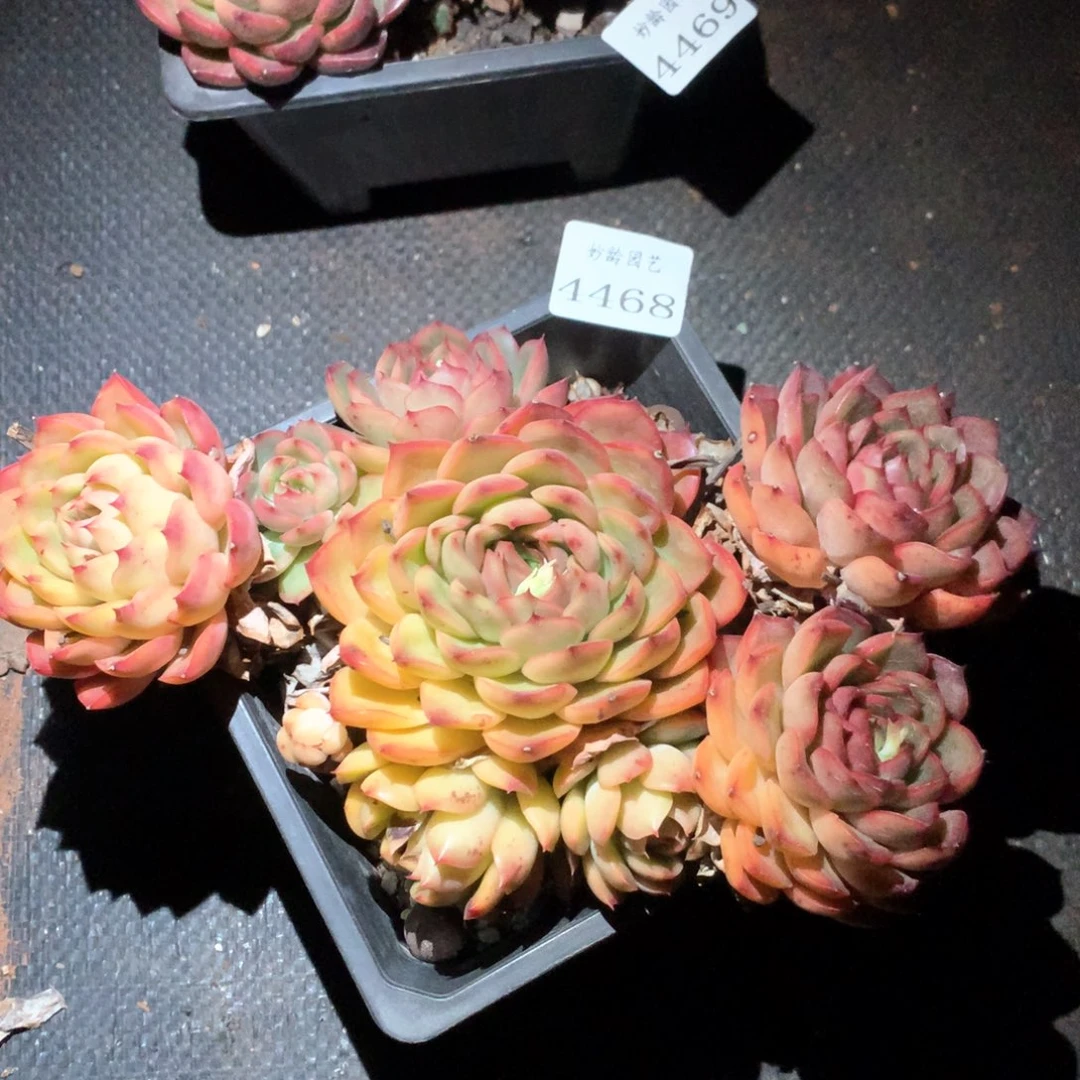 4468瑕疵不售后特价处理