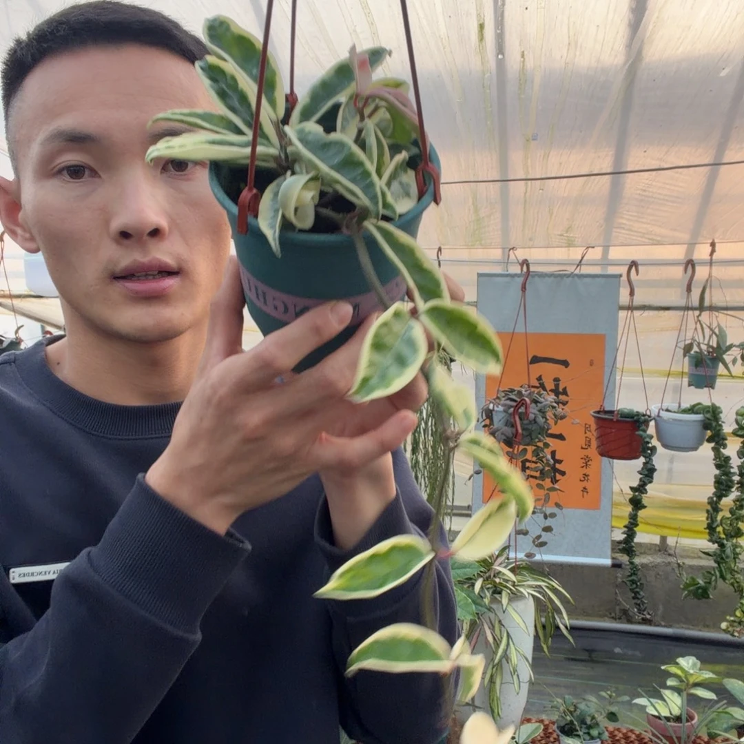 完全开放克林克外锦品种球兰