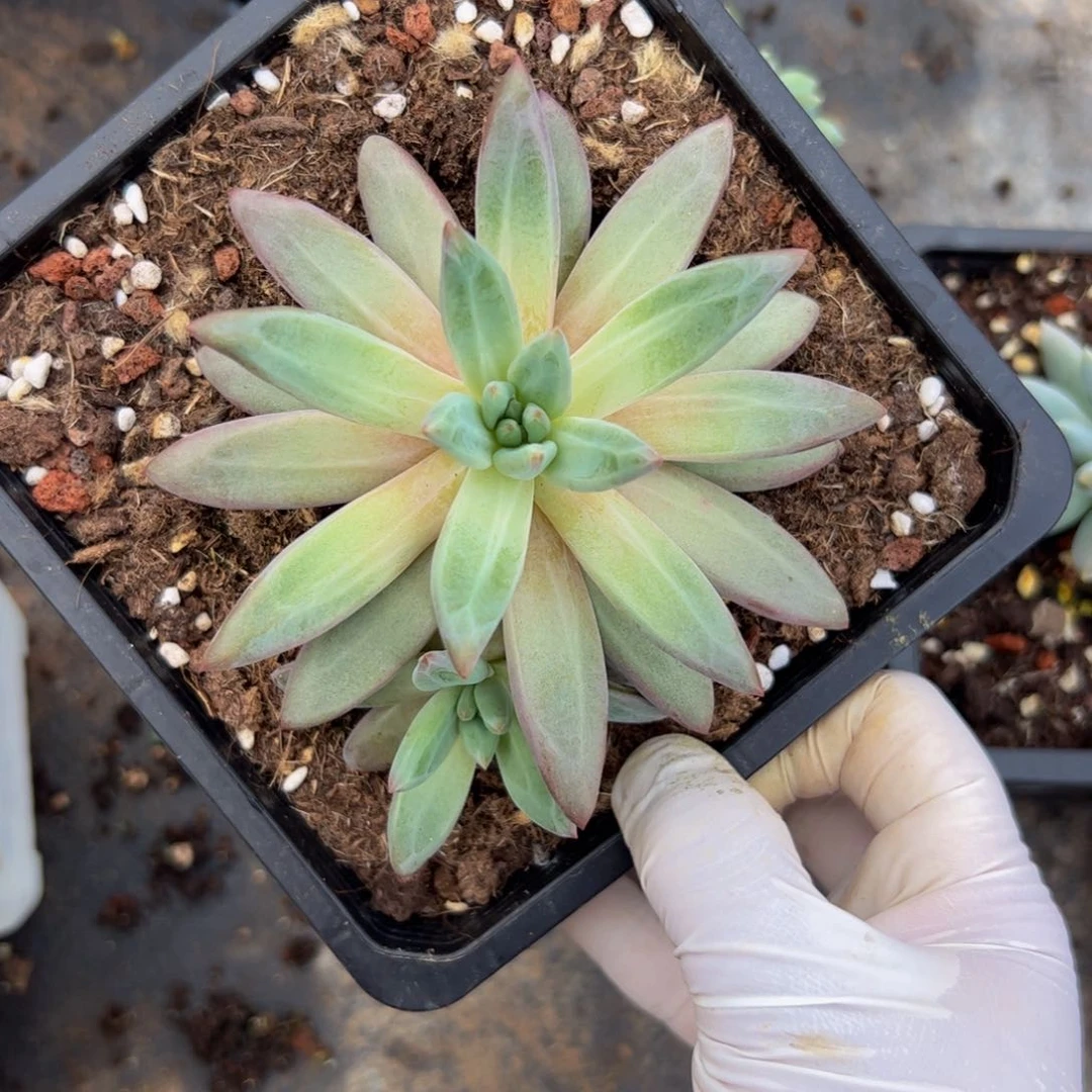 @*爱羽毛纹虞美人多肉植物