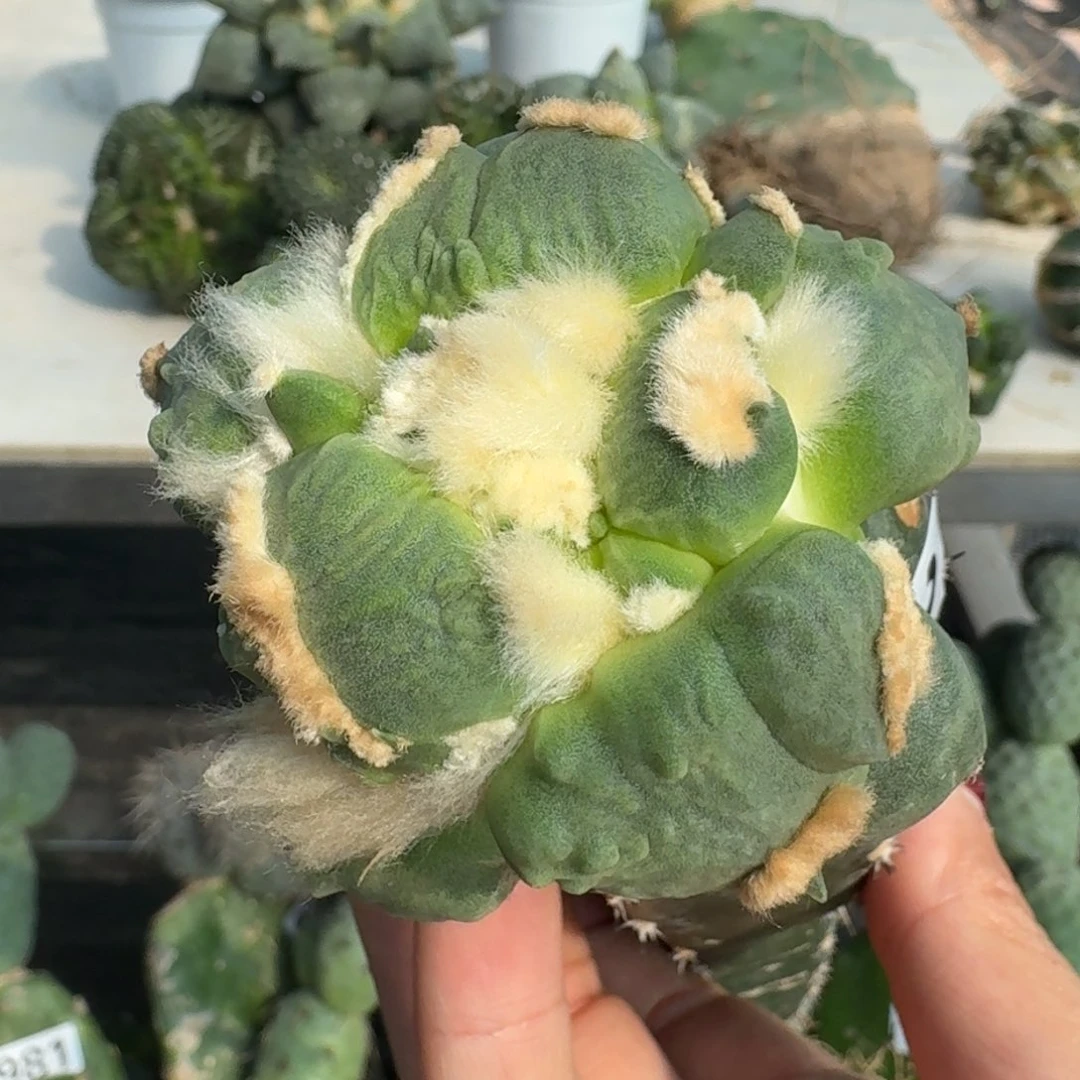 【闪购商品】无花朵连瓷蛋怒330