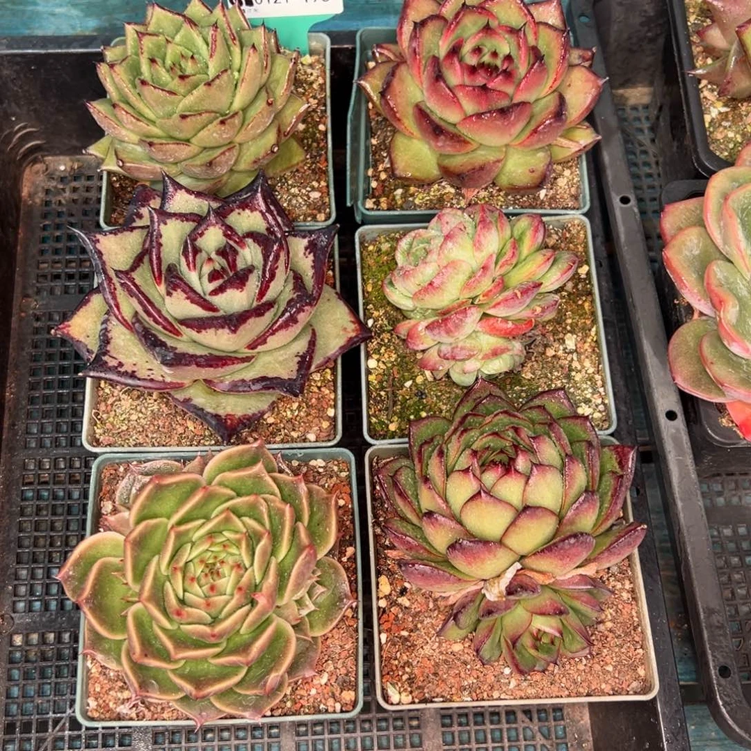 从前慢多肉精选编号0121.195