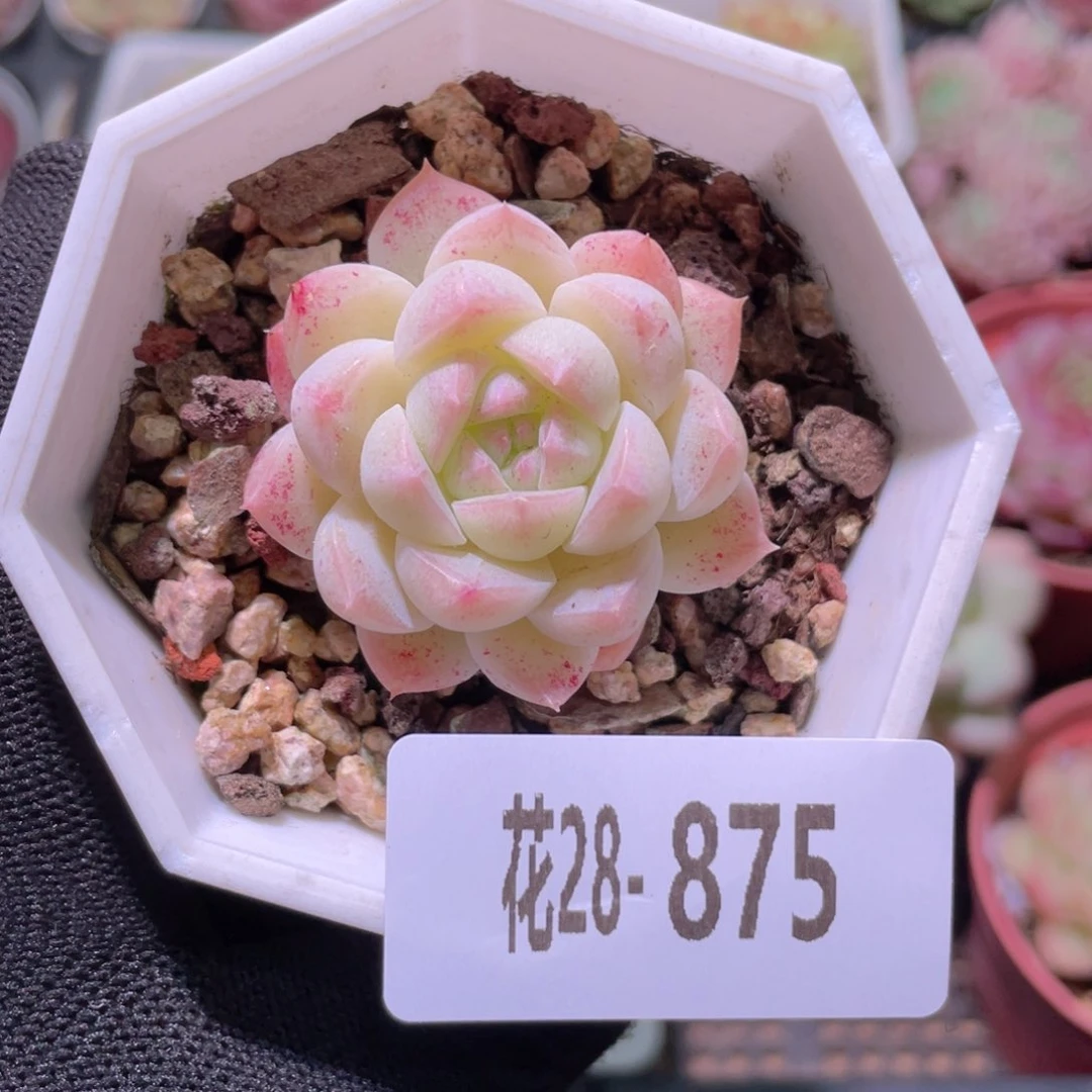 花利美28-875明月心