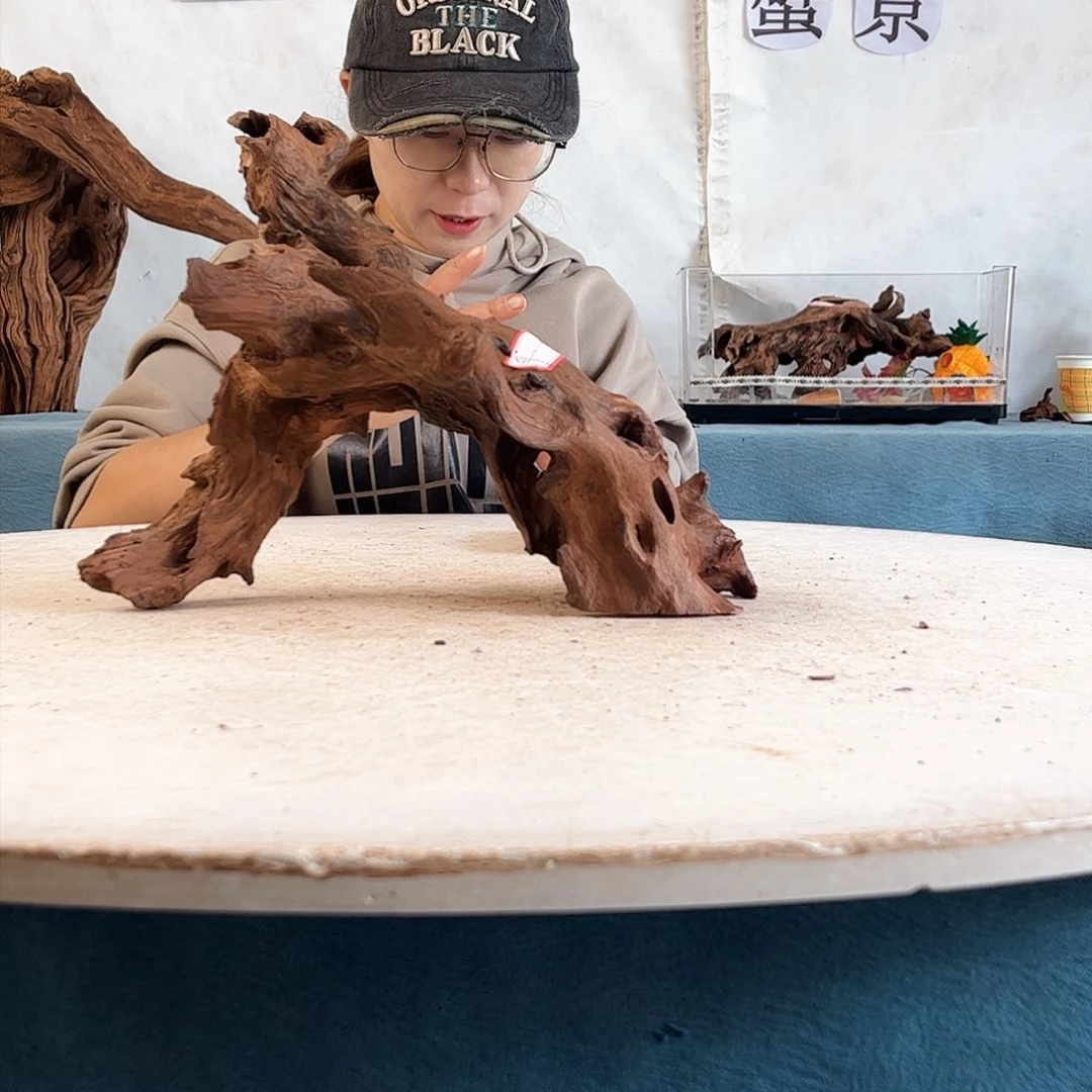 沉木造景爬宠造景