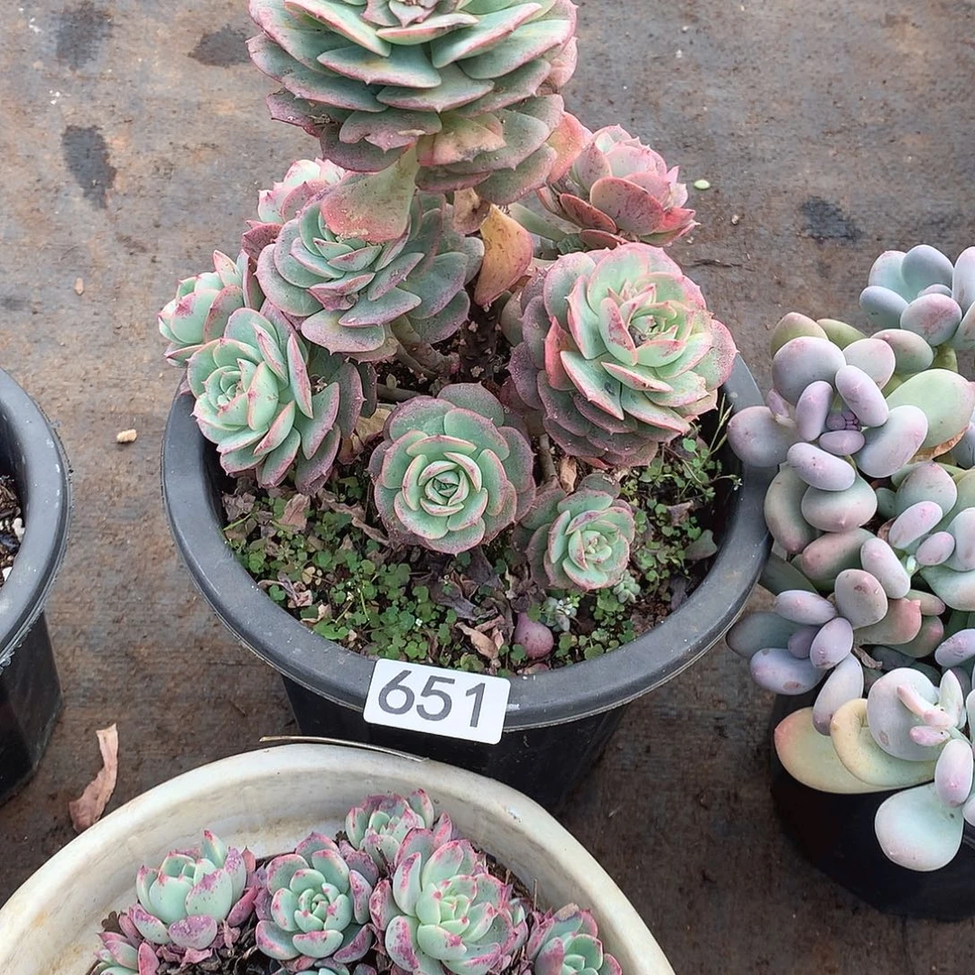 651克罗地亚 一物一拍多肉