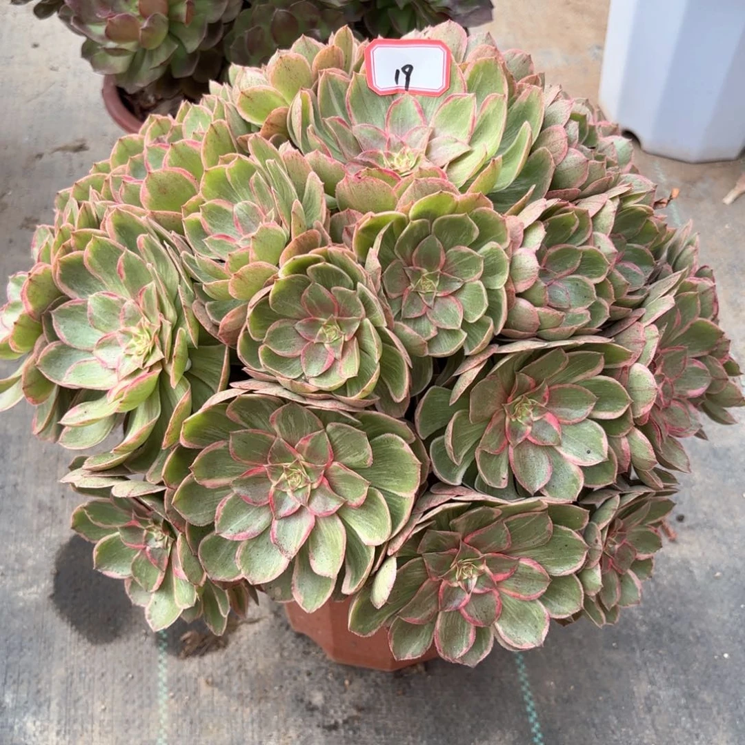 全部花朵19莲花座多肉植物