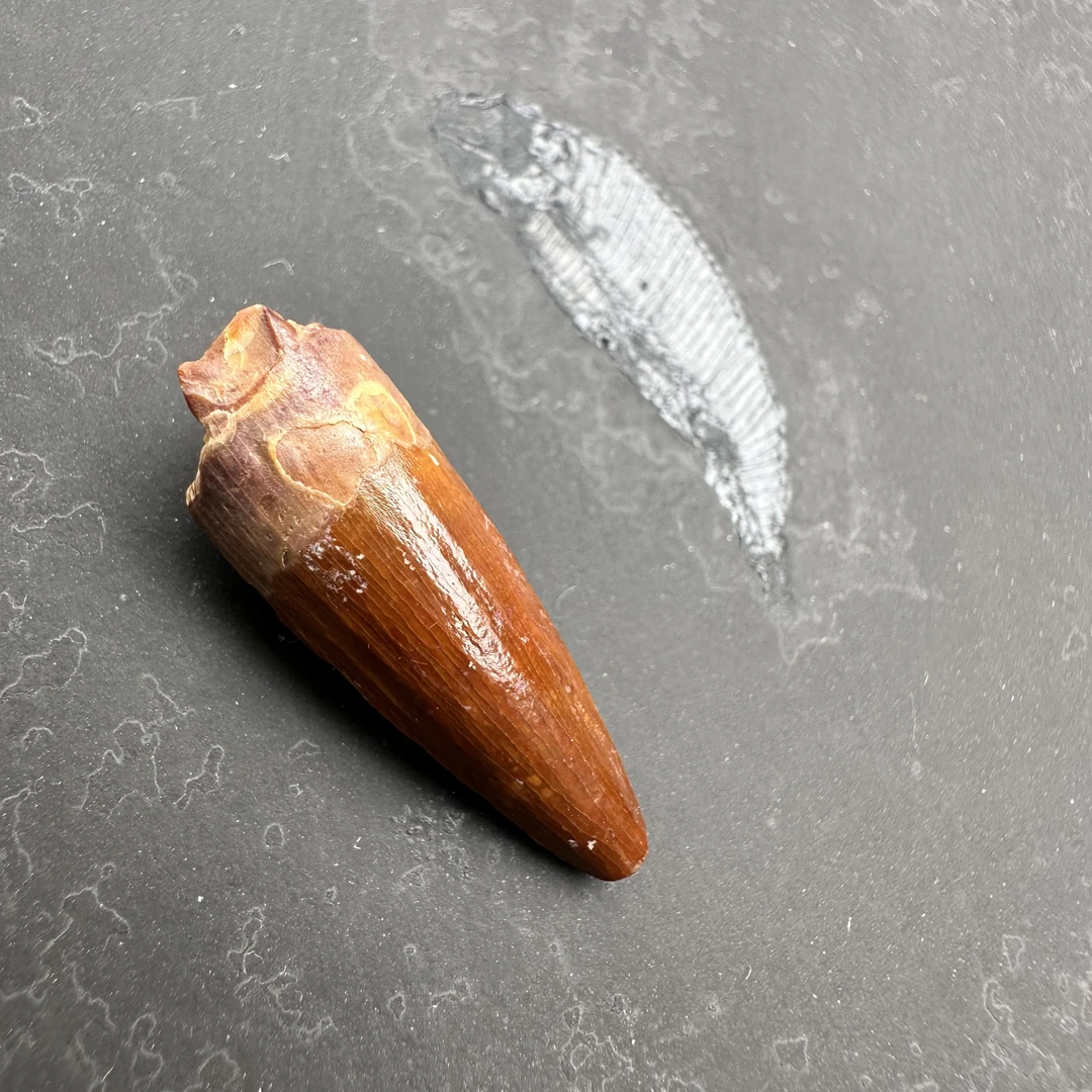 2.2cm棘龙|牙牙精美摆件创意礼物家居配饰新年礼物个人收藏